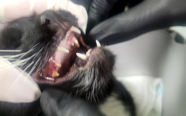 Kot z otwartą paszczą, pokazujący zęby podczas badania.
