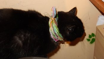 Zbiórka To tylko kleszcz.... - miniaturka zdjęcia