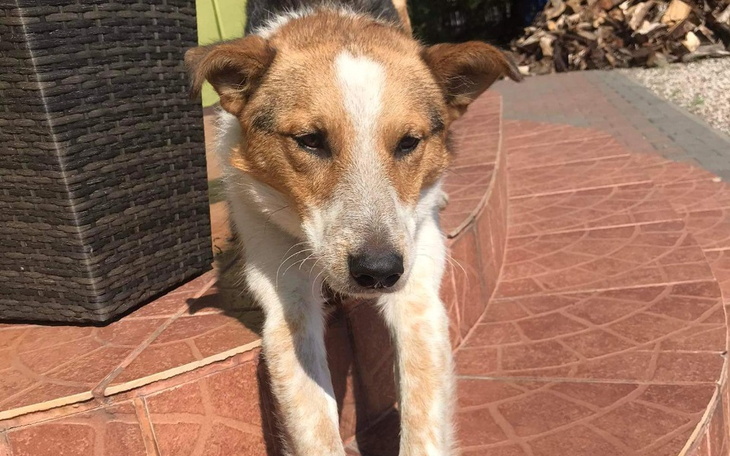 Zbiórka Nowe życie, bez łańcucha - zdjęcie główne