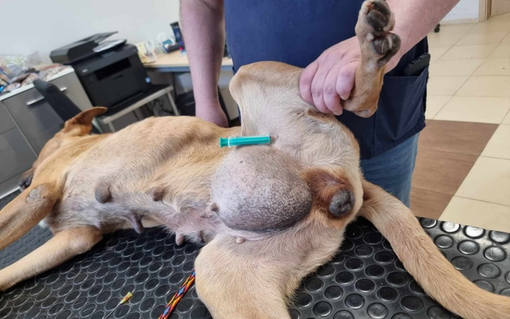 Weterynarz bada psa z dużym guzem na brzuchu.