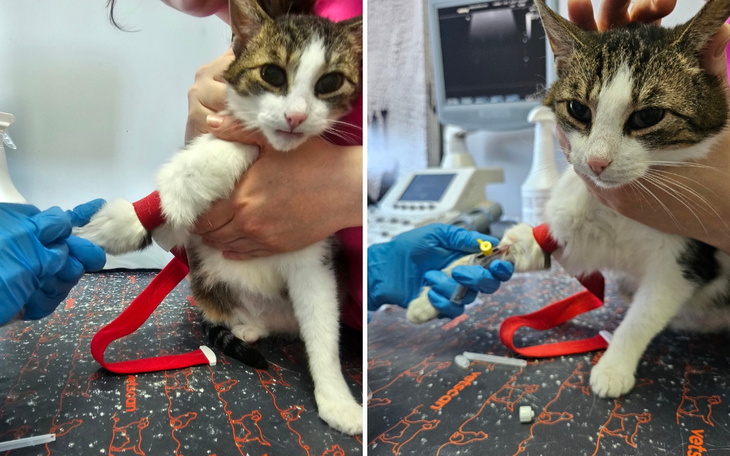 Zbiórka Diagnostyka Fiony - zdjęcie główne