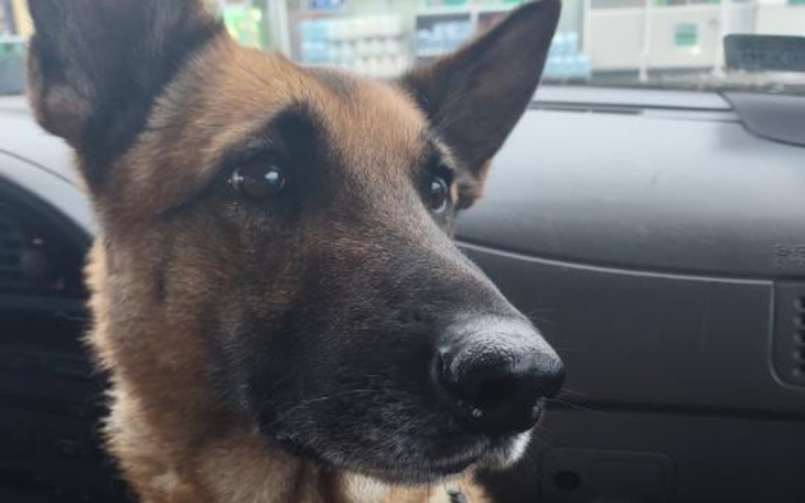 Zbiórka Na amputacje łapy - zdjęcie główne