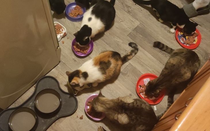 Zbiórka Na karmę dla kotów- październik - zdjęcie główne