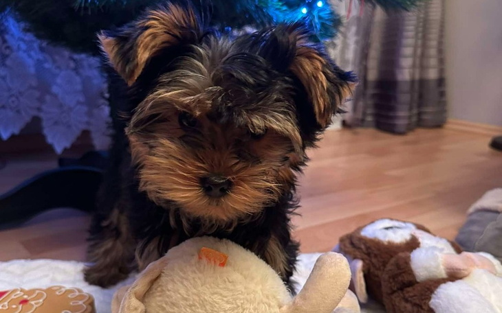 Zbiórka Operacja dla Domisia - zdjęcie główne