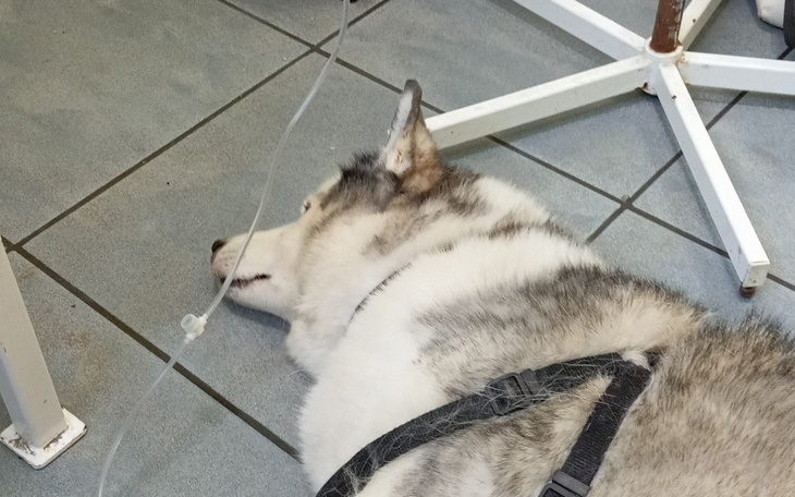 Zbiórka Ratowanie Misi - zdjęcie główne