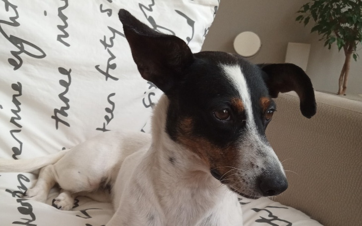 Zbiórka Leczenie suczki Loli - zdjęcie główne