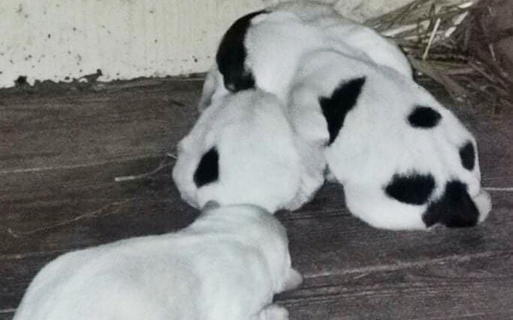 Zbiórka Szczeniaki z gminnego kojca - zdjęcie główne