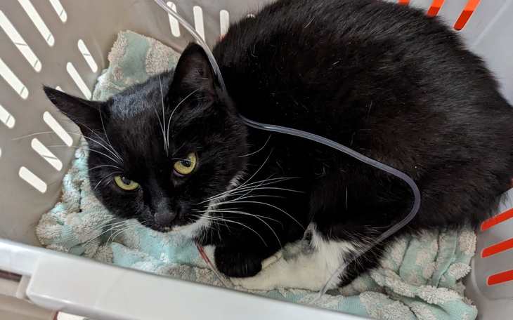 Czarny kot leżący w koszyku, z wyrazem spokoju.