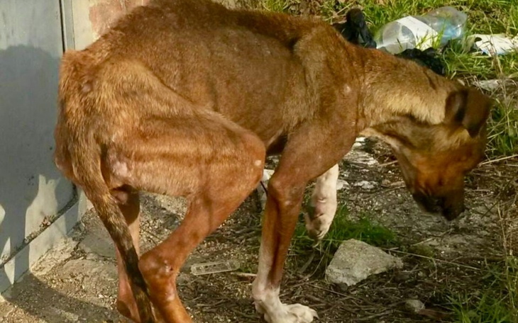 Kot w kołnierzu ochronnym, po zabiegu weterynaryjnym.