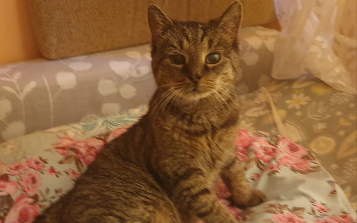 Zbiórka Dla Dobrusi - zdjęcie główne