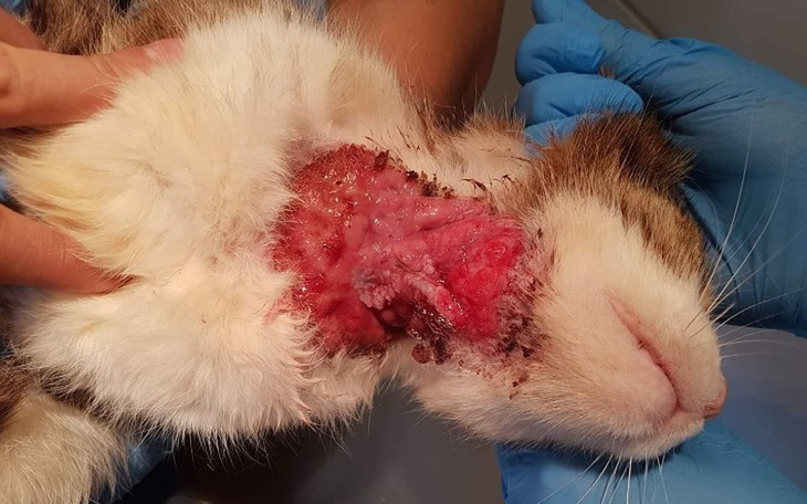 Zbiórka Eugenia nie chce cierpieć - zdjęcie główne