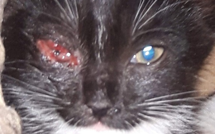 Zbiórka Kociaki-panleukopenia, chlamydia - zdjęcie główne