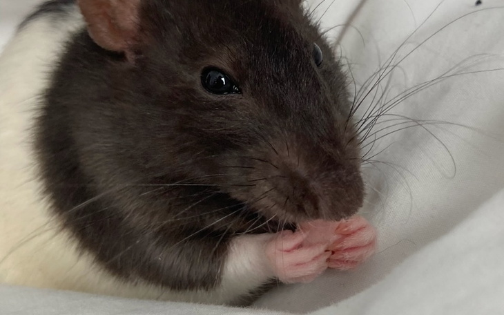 Zbiórka szczur guz gruczolu mlekowatego - zdjęcie główne