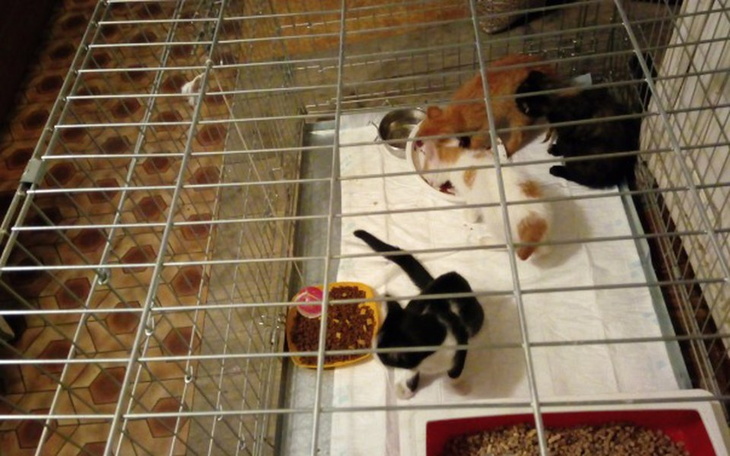 Zbiórka Porzucone-Leczenie,szczepienie.. - zdjęcie główne