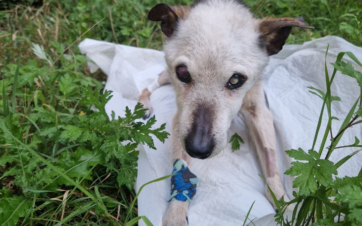 Zbiórka Na ratunek 18- letniemu Miśkowi - zdjęcie główne