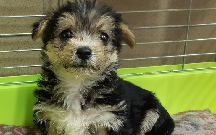 Zbiórka Na karmę i koce na zimę - zdjęcie główne