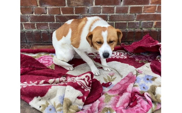 Pies siedzący na kocu, z wyrazem smutku na twarzy.