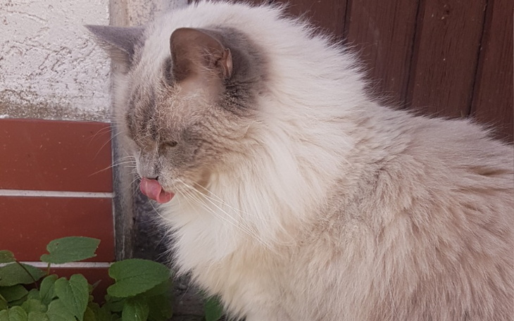 Zbiórka operacja raka kości kotki diany - zdjęcie główne