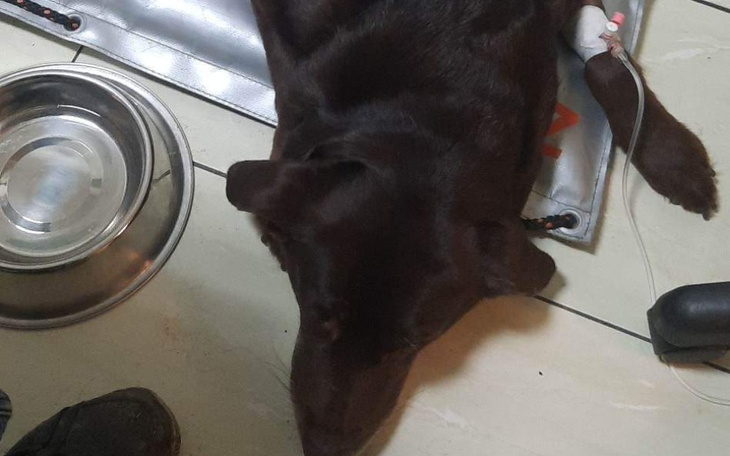 Zbiórka Pomoc dla mojego chorego pieska - zdjęcie główne