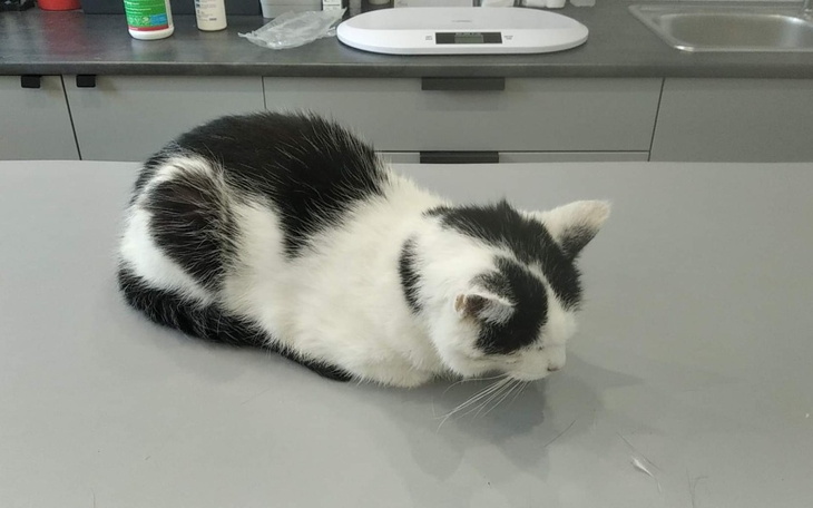 Zbiórka Albercik RTG - zdjęcie główne