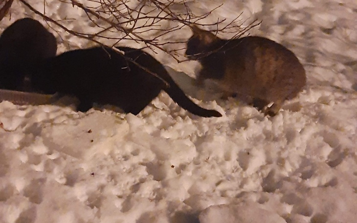 Zbiórka Pomagajmy potrzebującym kotom. - zdjęcie główne