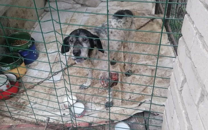 Zbiórka Staruszek z guzem - zdjęcie główne