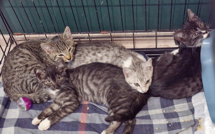 Zbiórka Kocięta z wagonów - zdjęcie główne