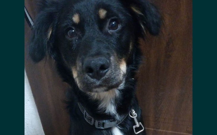 Zbiórka Zbiórka dla Pieska / - zdjęcie główne