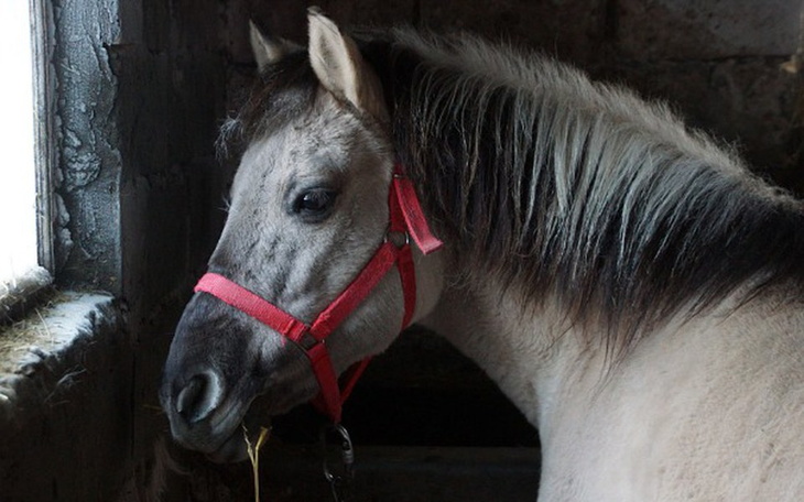 Zbiórka Bezbronna, niepotrzebna Pom - zdjęcie główne