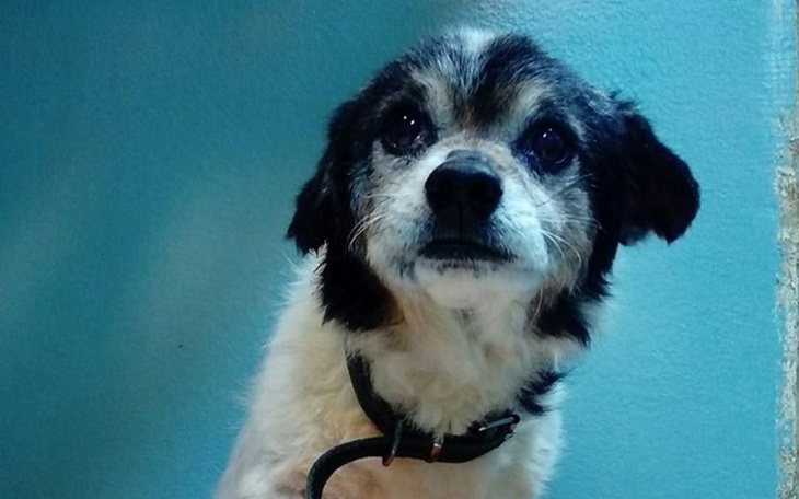 Zbiórka Na leczenie Staruszka Kajtka. - zdjęcie główne