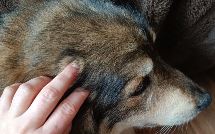 Zbiórka Pomoc dla seniora Mikiego - zdjęcie główne