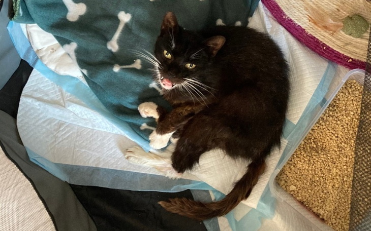 Czarny kot leżący na kocu, z wyrazem zadowolenia.