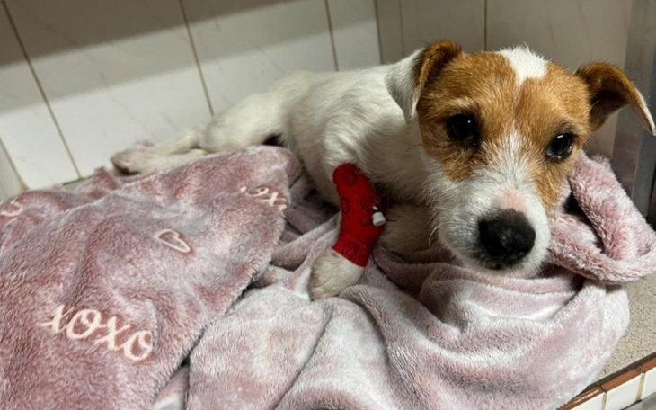 Zbiórka Bobi z wypadku - zdjęcie główne