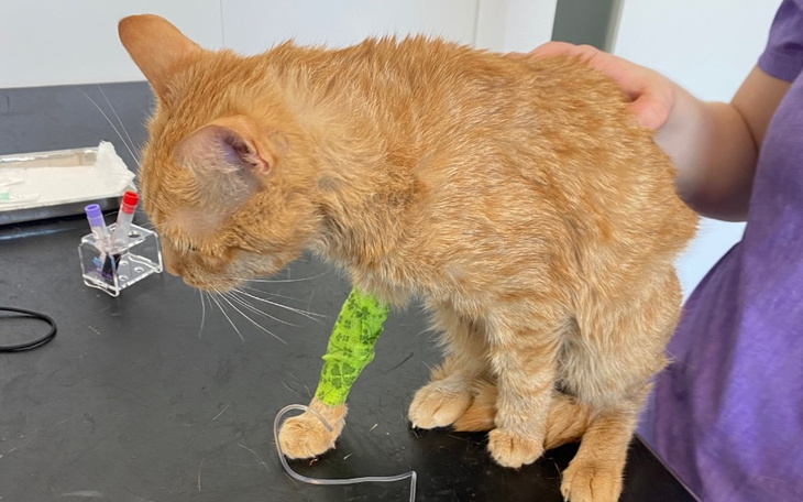 Zbiórka Karmel kontra śmiertelna choroba - zdjęcie główne