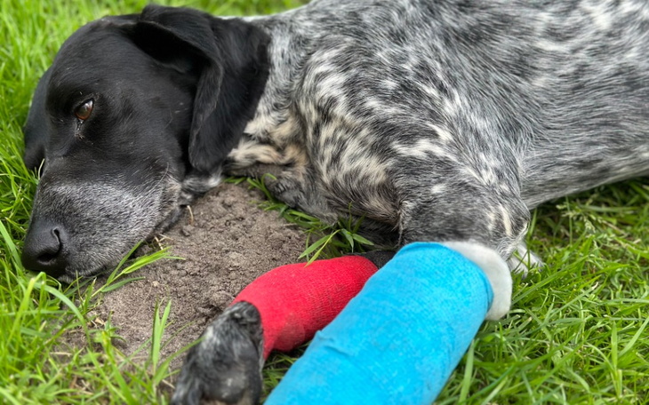 Zbiórka Ratujmy psiaka - zdjęcie główne