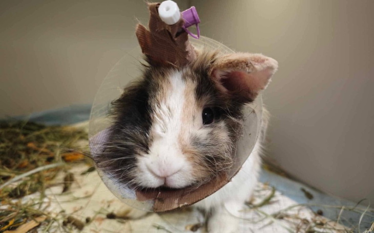 Królik w kołnierzu ochronnym, wygląda na spokojnego.