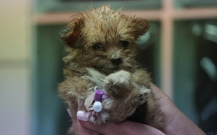 Mały szczeniak trzymany w rękach, z kroplówką w łapie.
