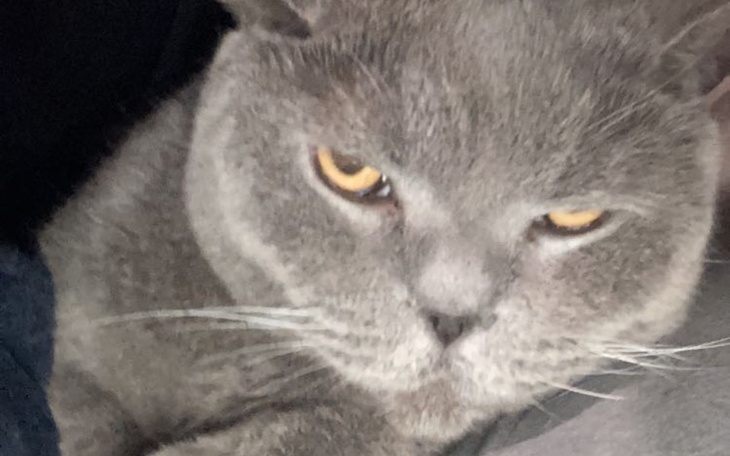 Zbiórka Na kotka Felixa - zdjęcie główne