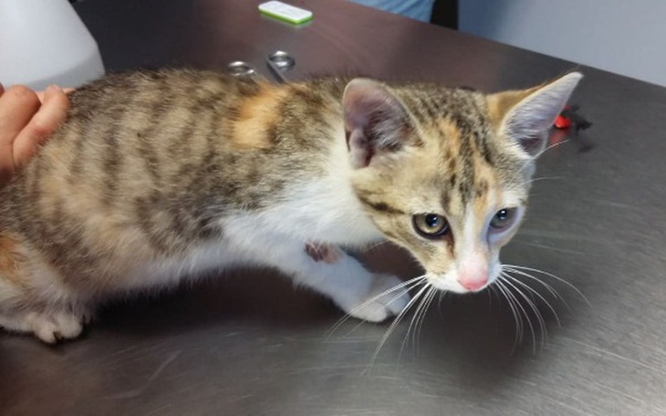 Zbiórka Na pomoc malutkiej Jessie! - zdjęcie główne