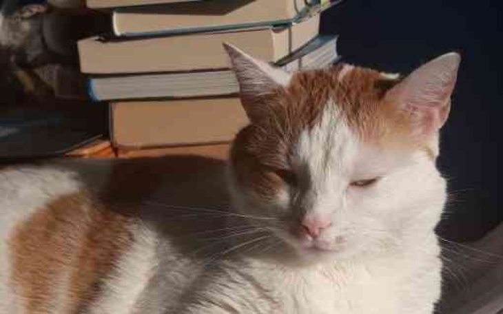 Zbiórka Powrót do rodziny na święta - zdjęcie główne