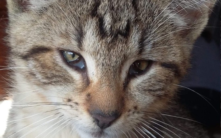 Zbiórka Kocie maleństwa - zdjęcie główne