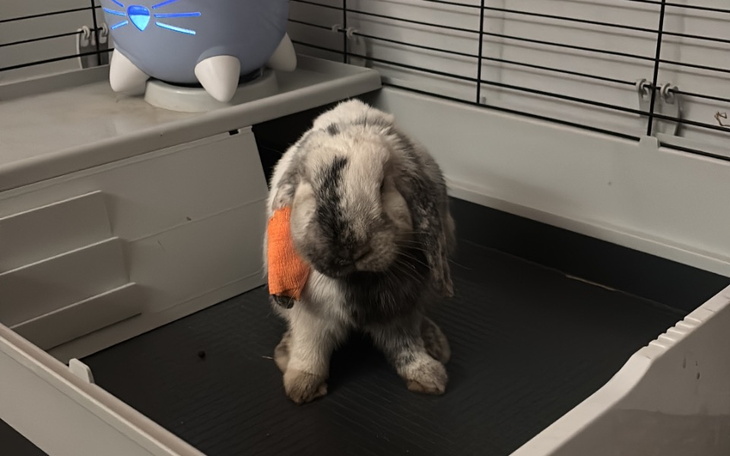 Zbiórka leczenie królika Lili - zdjęcie główne