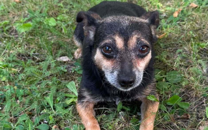 Pies w zbliżeniu, ciekawość i wyraziste oczy.