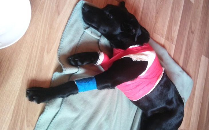 Zbiórka Lucky prosi o pomoc! - zdjęcie główne