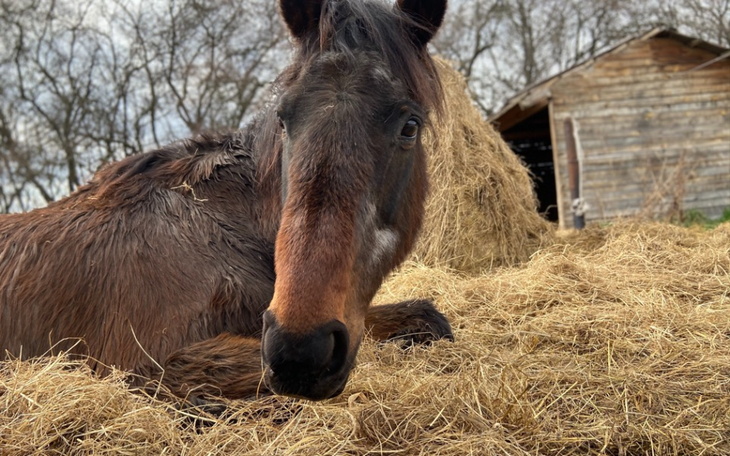 Zbiórka Pomoc laparticie - zdjęcie główne