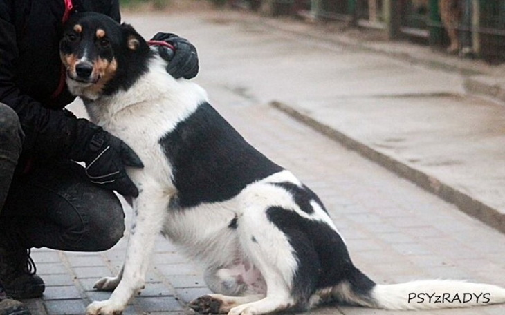 Zbiórka RATUJEMY Portosa z RADYS - zdjęcie główne