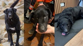 Zbiórka Walka Moździerza o życie! - miniaturka zdjęcia