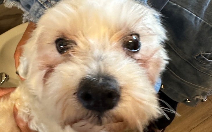 Zbiórka KAZIO biały PUSZEK 4 KG - zdjęcie główne