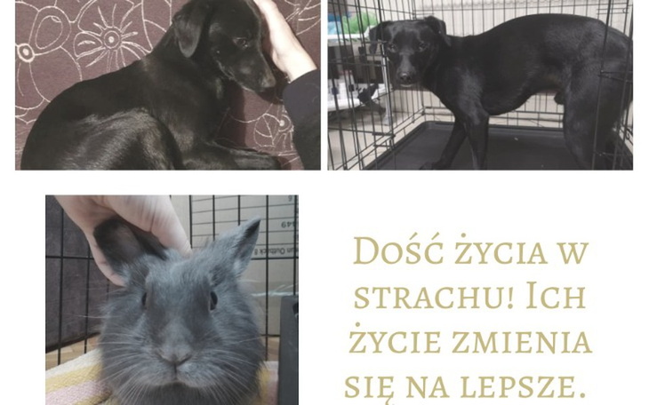 Zbiórka Murzynek i Bloo wołają o pomoc. - zdjęcie główne