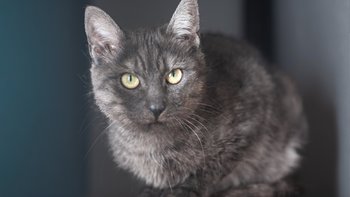 Zbiórka Mruczarnia - styczeń - miniaturka zdjęcia